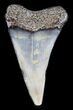 Fossil Mako Tooth - Maryland #29935-1